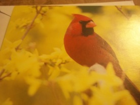 I absolutely love cardinals.